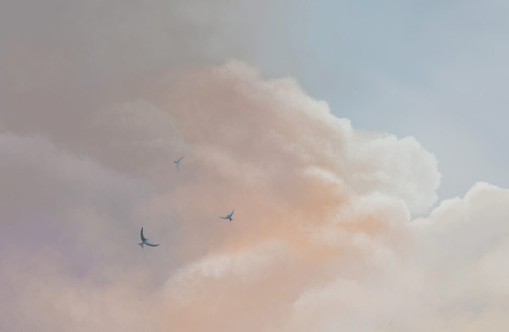 Birds beneath the clouds — full design