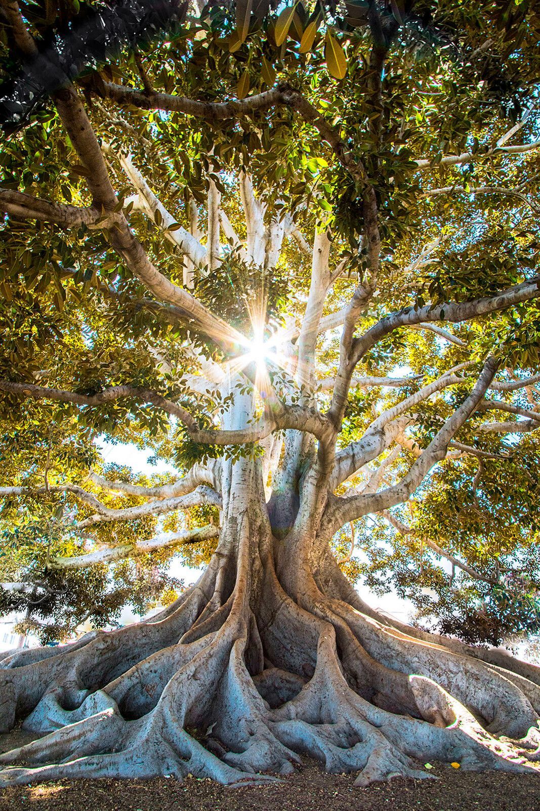 Sunbeams behind tree roots — full design