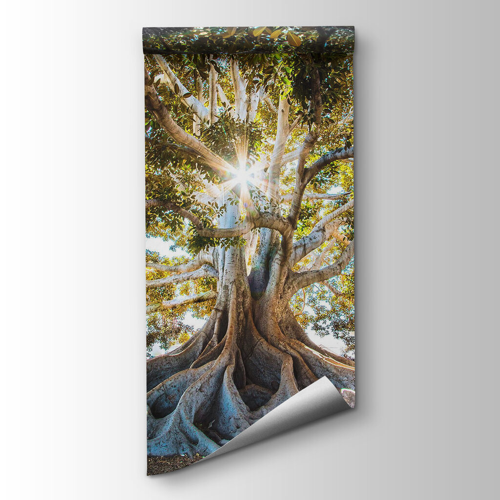 Sunbeams behind tree roots — product view