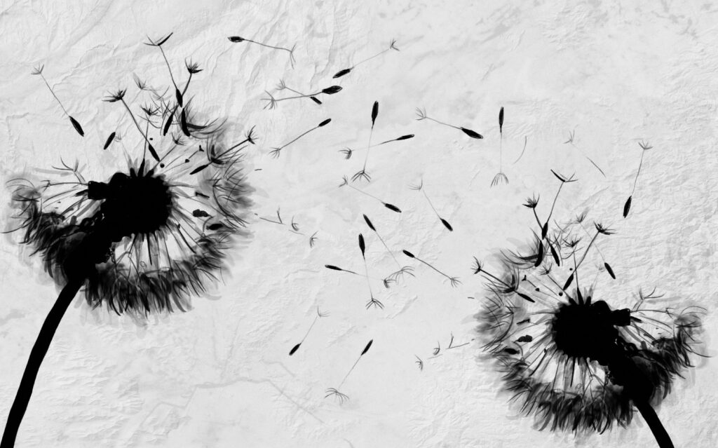 Dandelion in Ink — full design