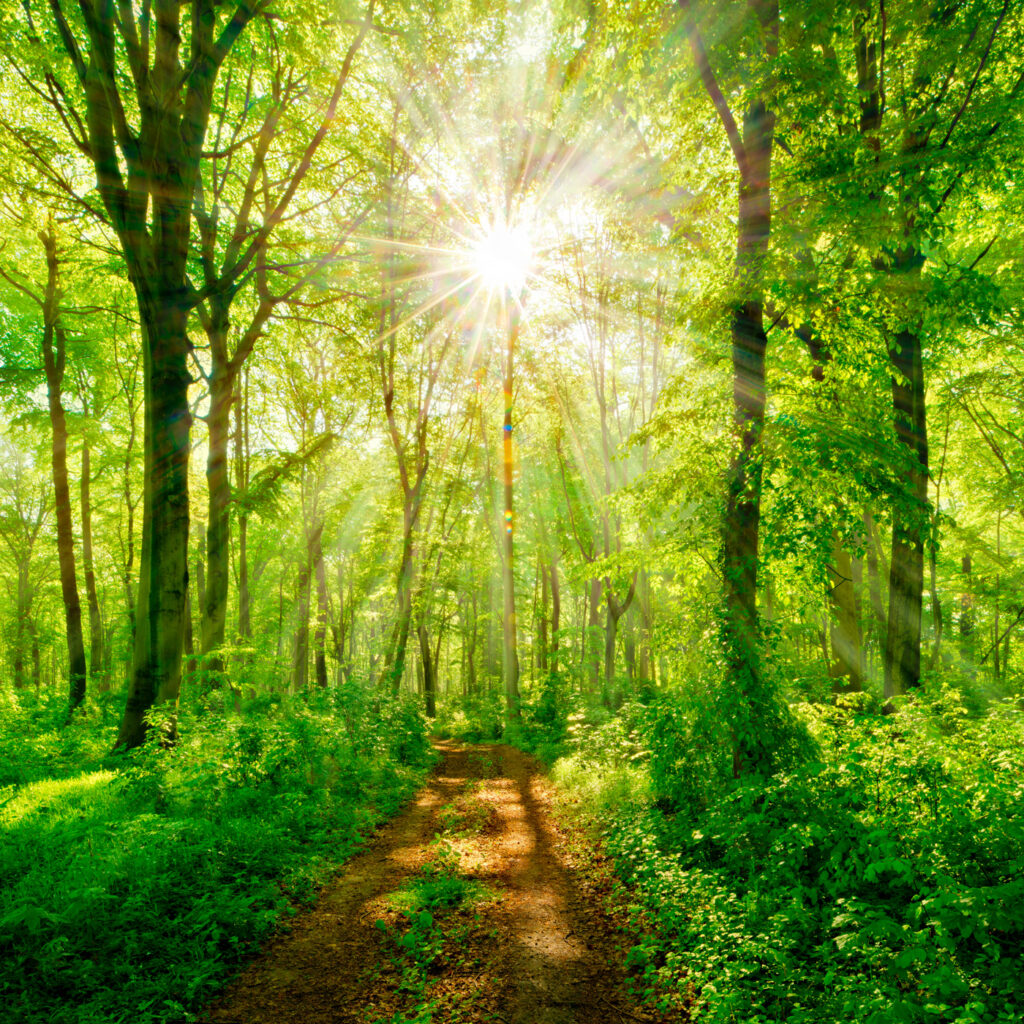 Sunlit Woodland Path — full design