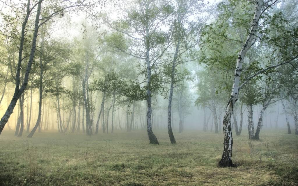 Birch wood in mist — full design
