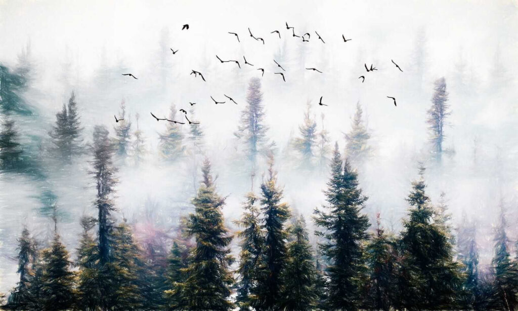 Birds above forest mist — full design