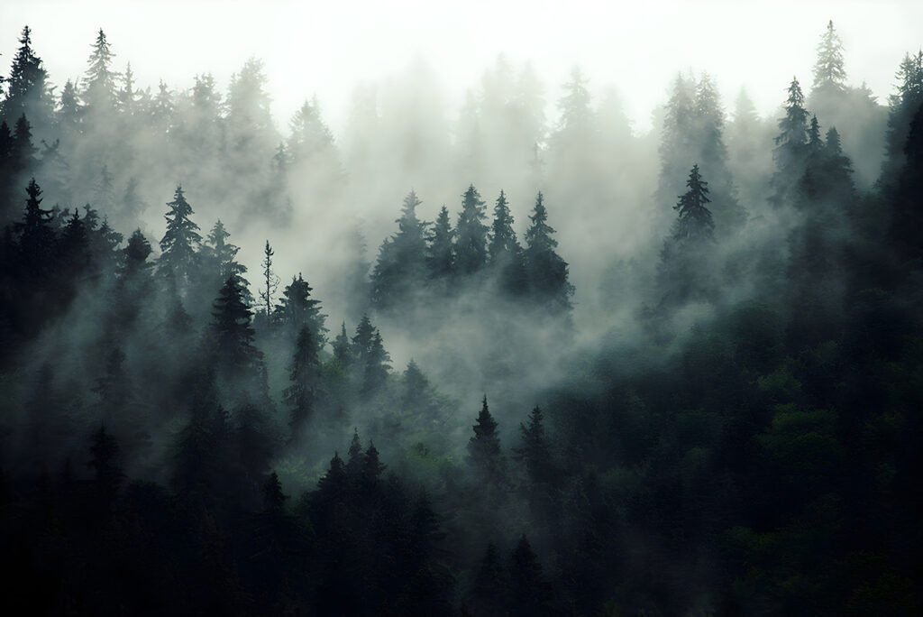 Pines in the Haze — full design