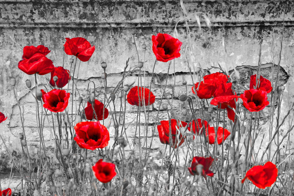 Poppies by the Wall — full design
