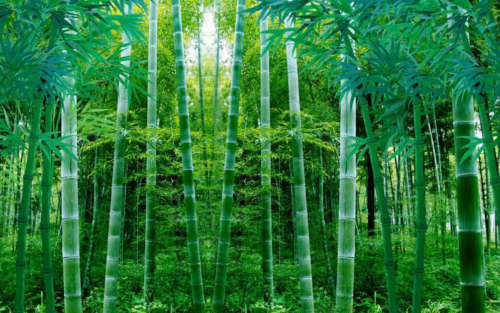 Light between tall bamboo — full design