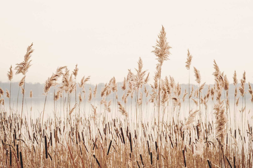 Reeds by the Lake — full design