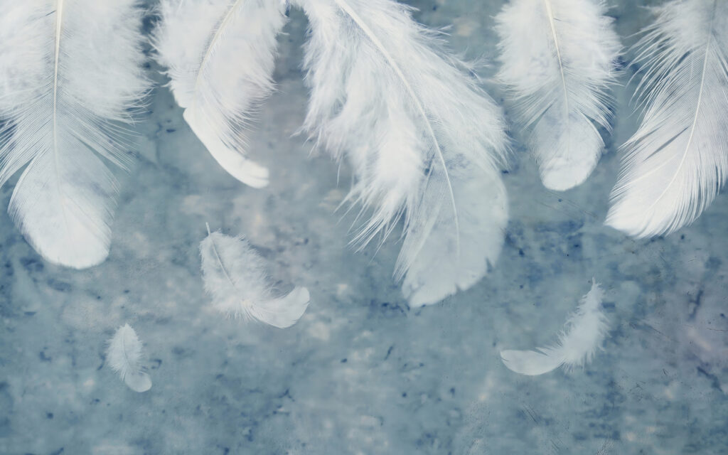 White feathers on blue-grey — full design