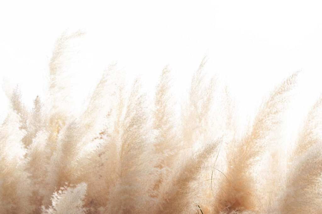 Plume grass in light — full design