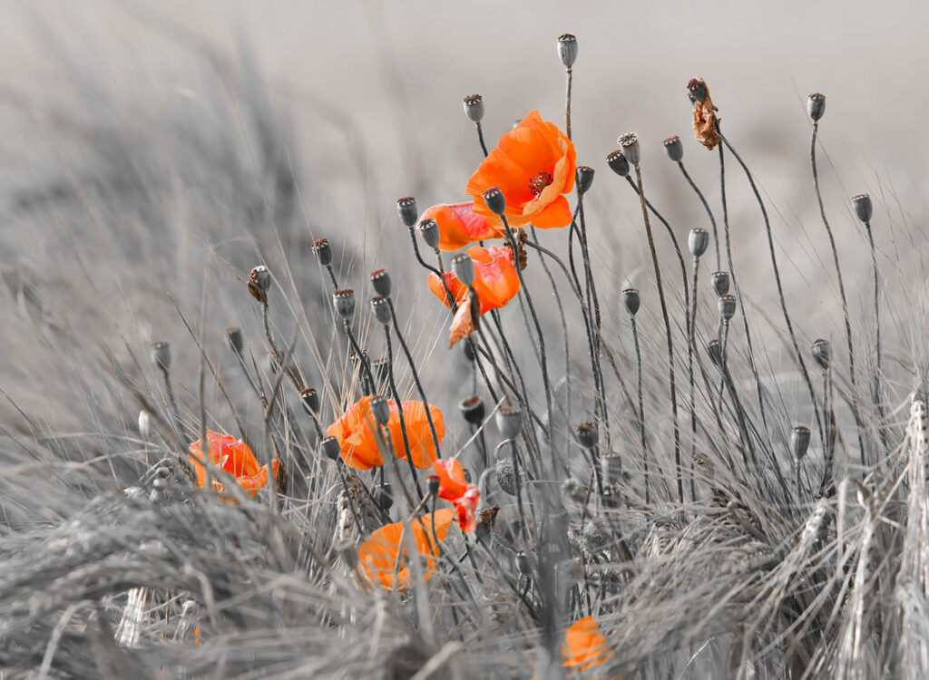 Orange poppies in grey — full design