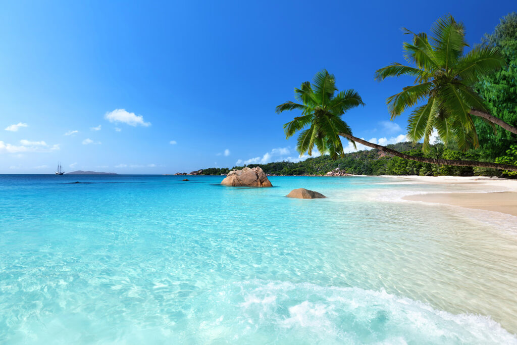Palm Shore — full design