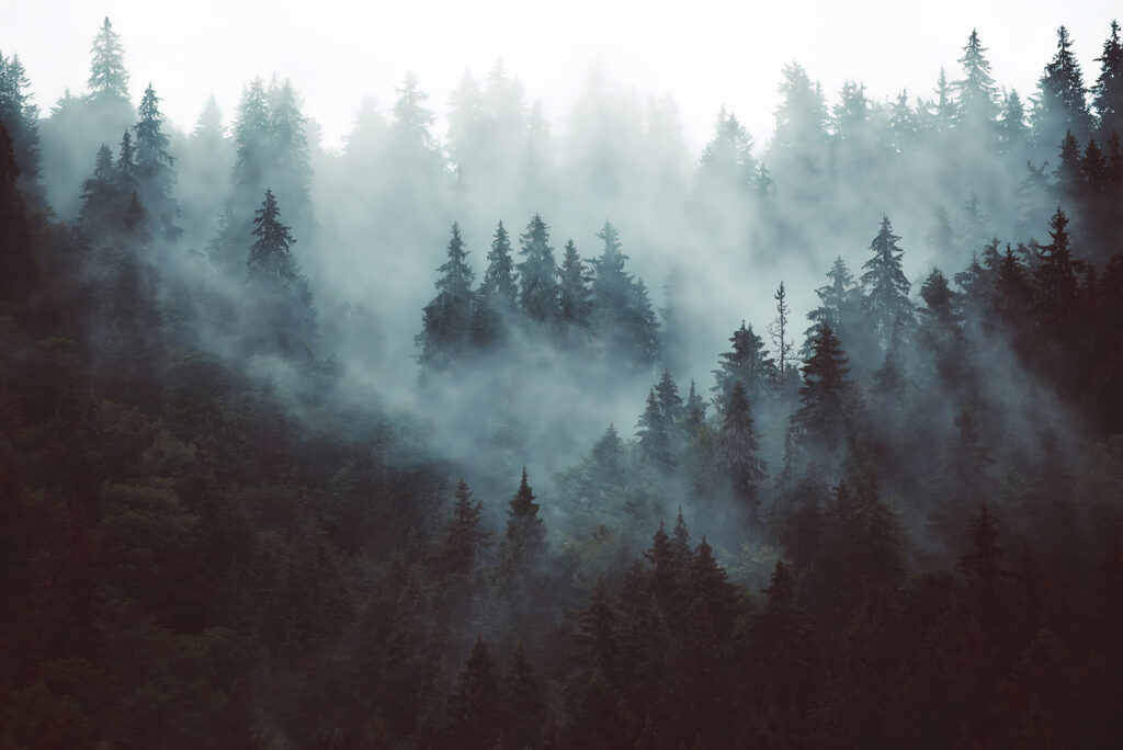 Pines in blue mist — full design