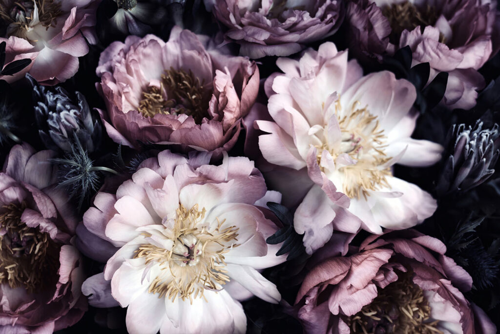 Dark peonies in light — full design
