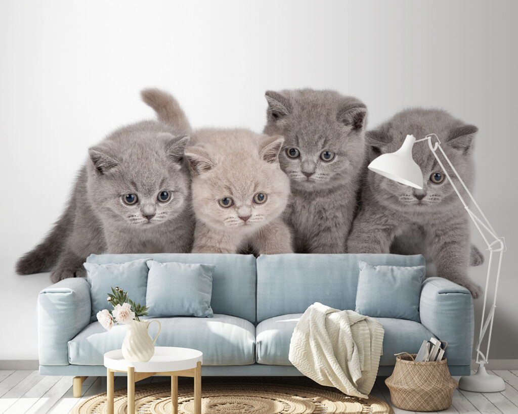 Kitten Company in an interior