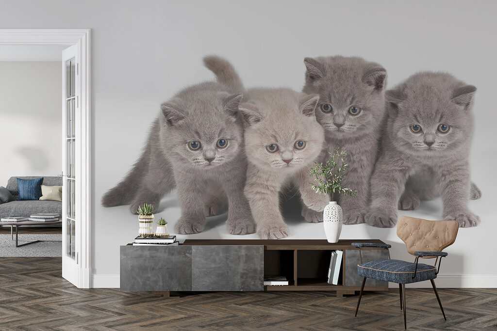 Kitten Company — interior 4