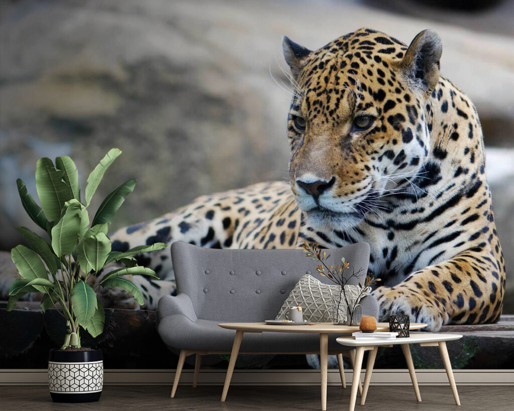 Spotted cat on rock — interior 2