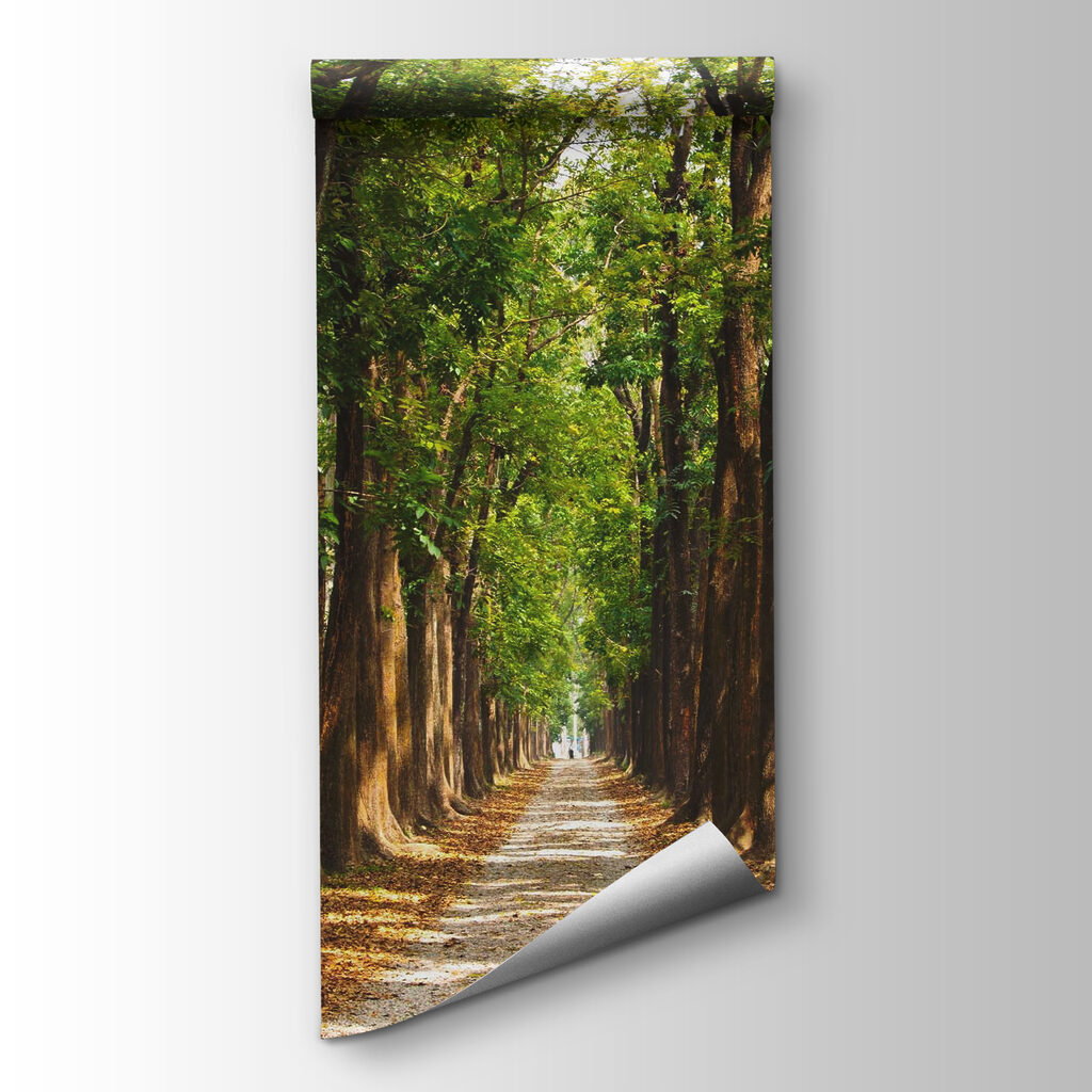 Long tree-lined avenue — product view