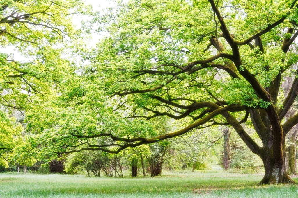 Old tree, green crown — full design