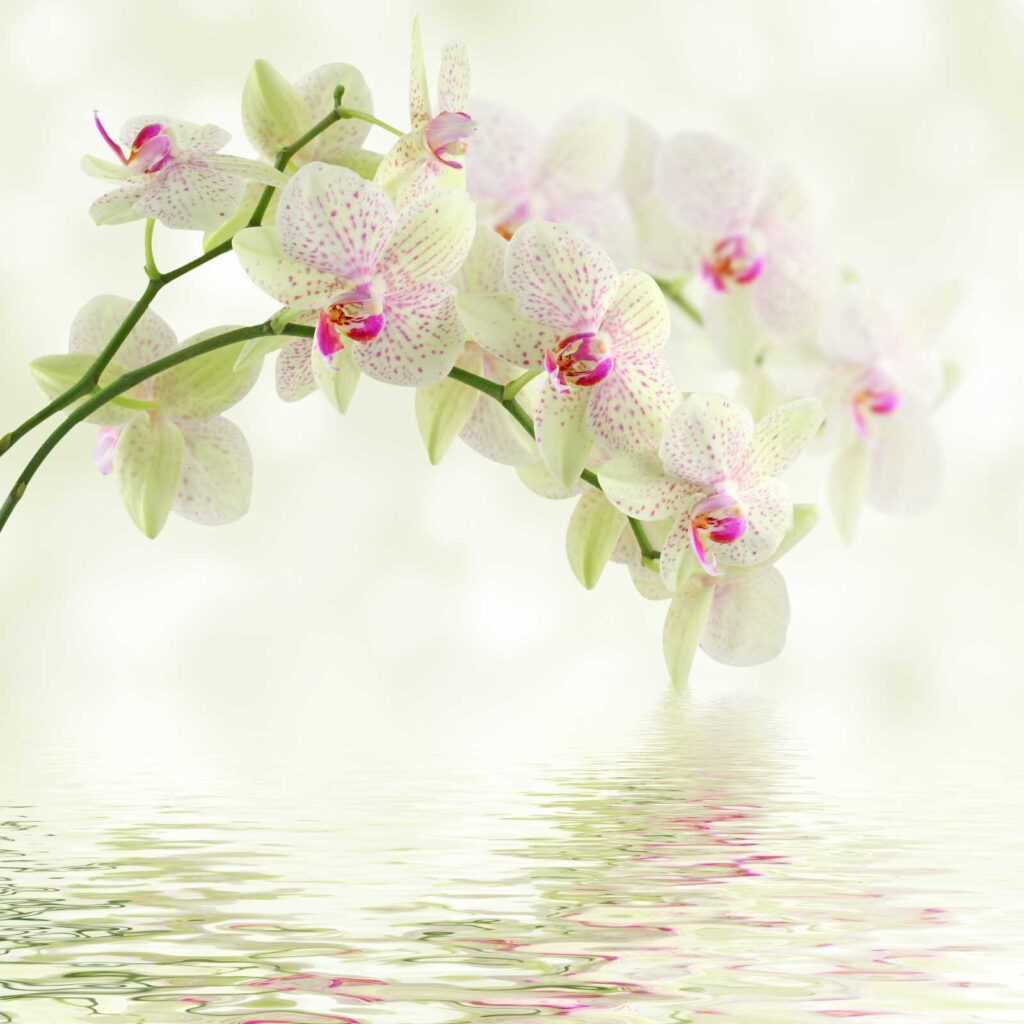 Pale orchid over water — full design