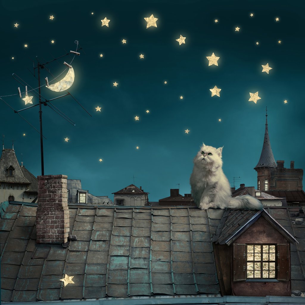 Rooftop Cat at Night — full design