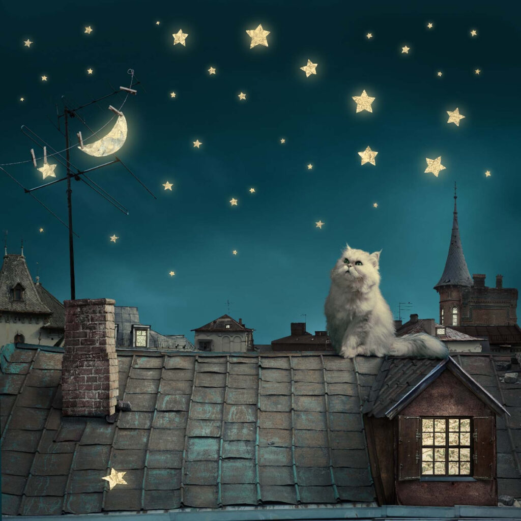 Rooftop Cat at Night — full design