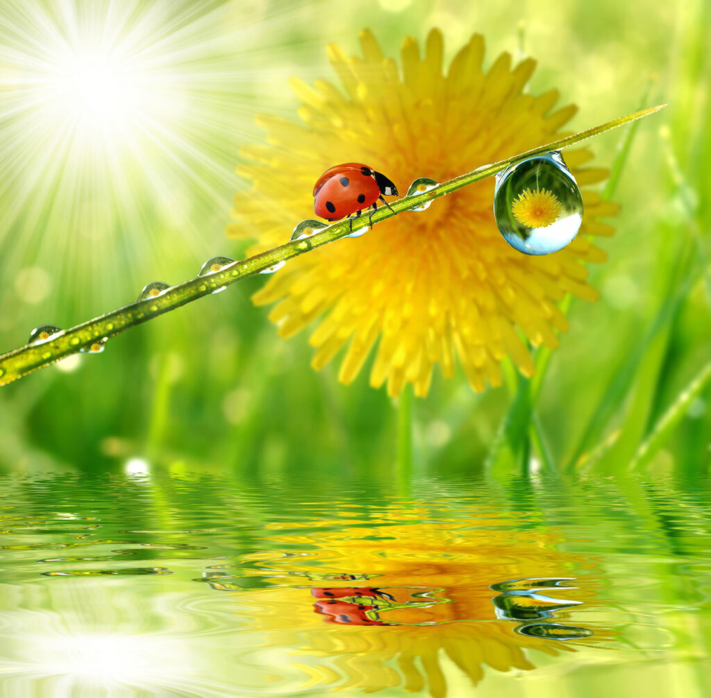 Ladybird by a dewdrop — full design