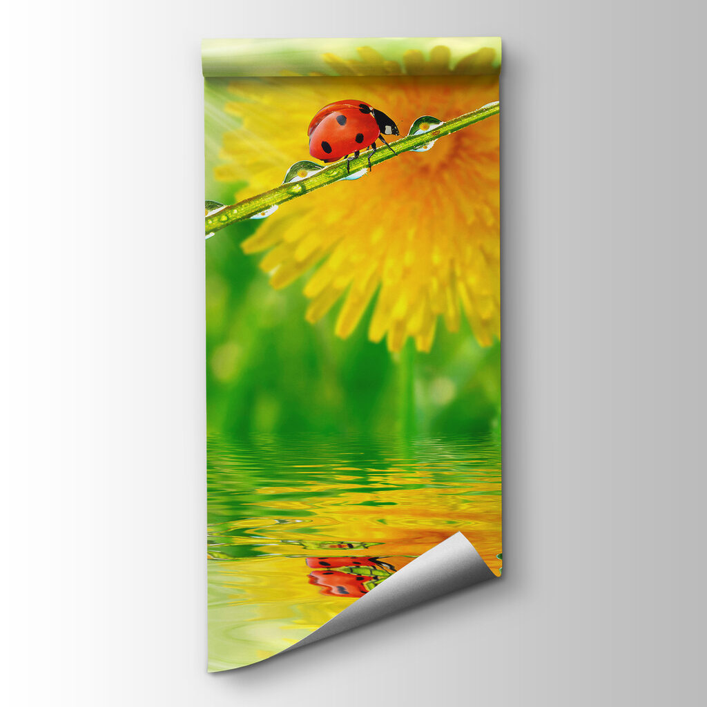 Ladybird by a dewdrop — product view