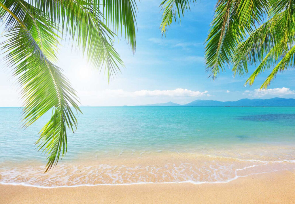 Palms over calm sea — full design