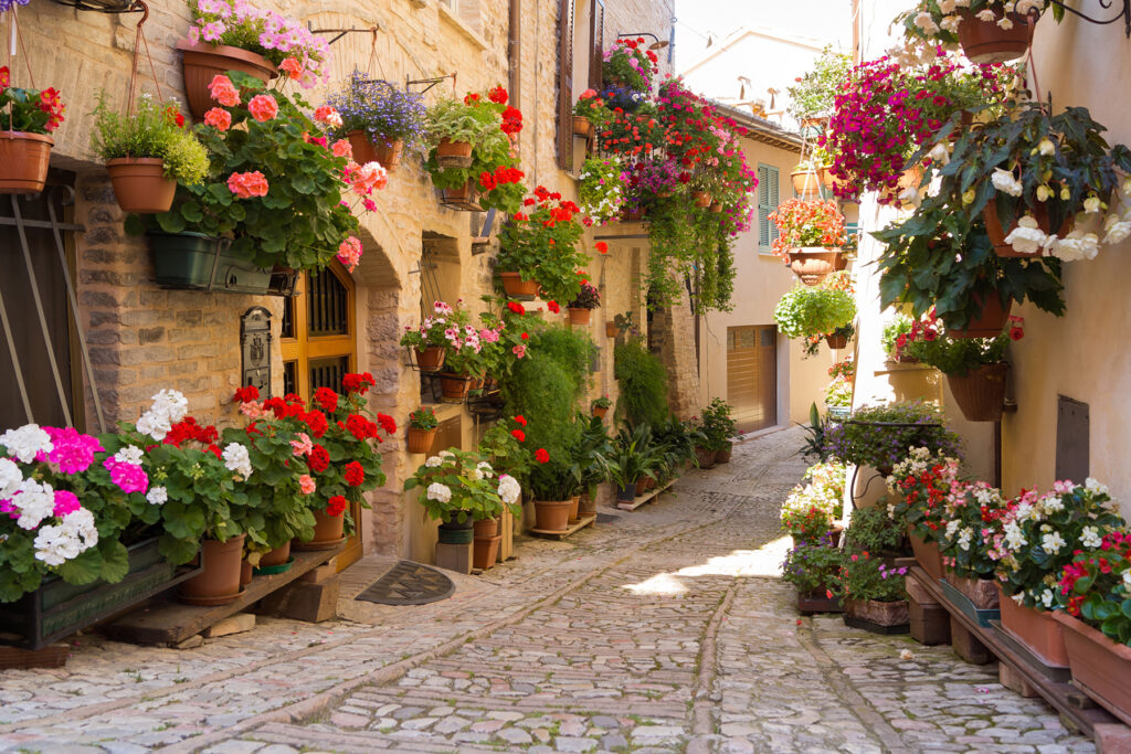 Narrow street of flowers — full design
