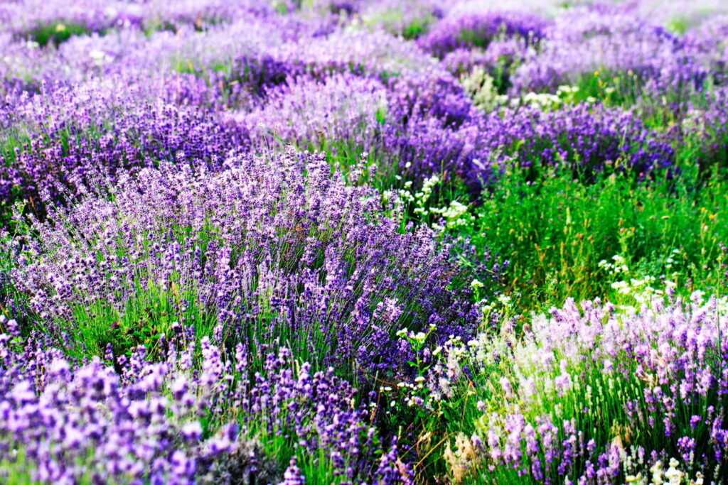 Lavender in wavy rows — full design