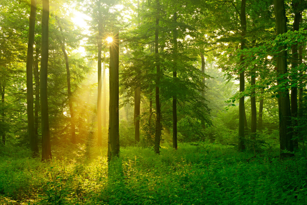Golden forest light — full design
