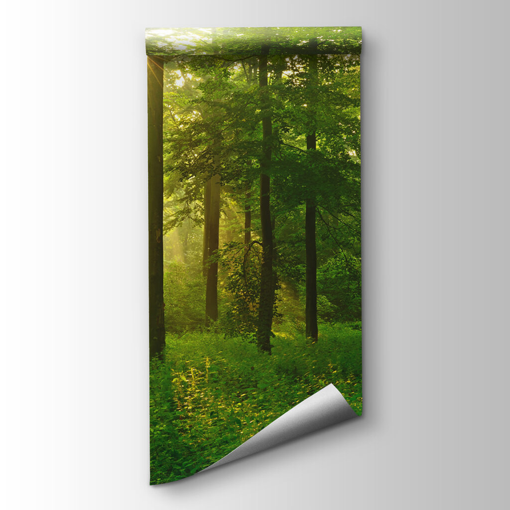 Golden forest light — product view