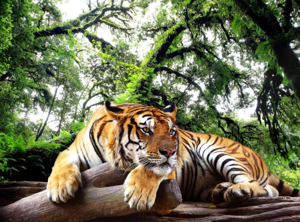 Tiger on a branch — full design