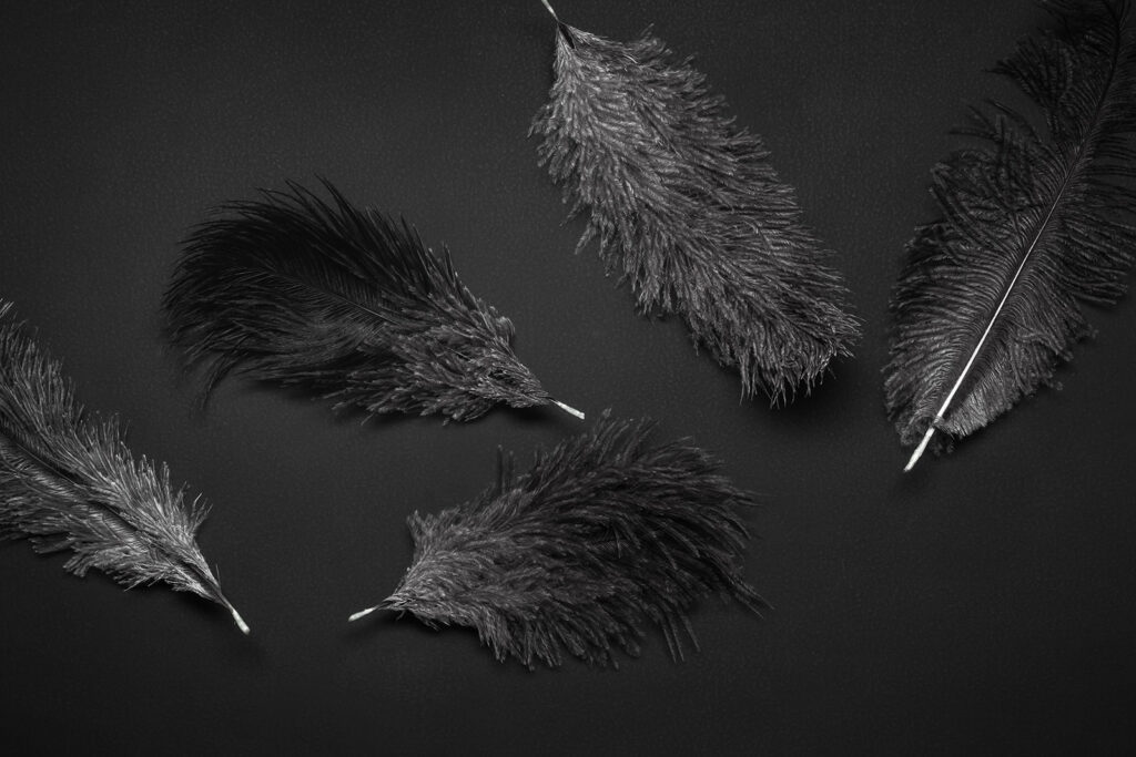 Dark feathers on black — full design