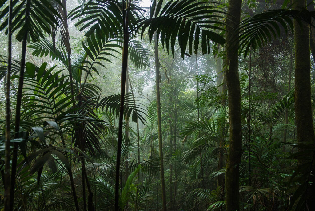 Under the Palms — full design
