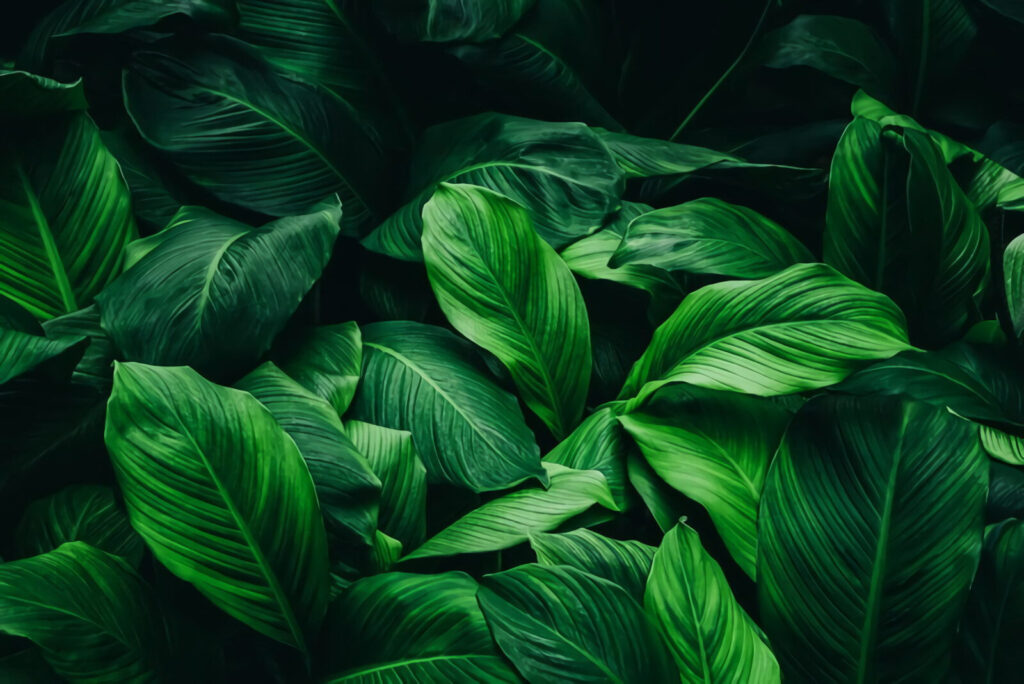 Deep Leaf Garden — full design