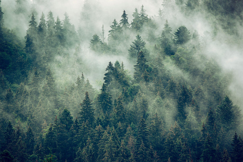 Pines in white mist — full design