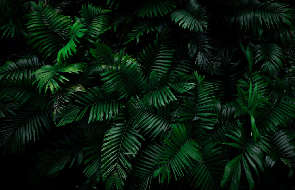 Ferns against night black — full design