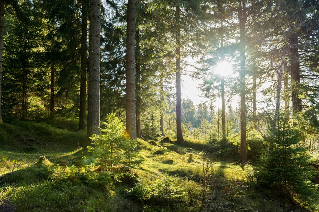 Forest Sunlight — full design