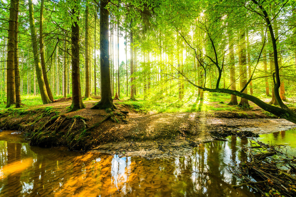 Sunlit Woodland Stream — full design