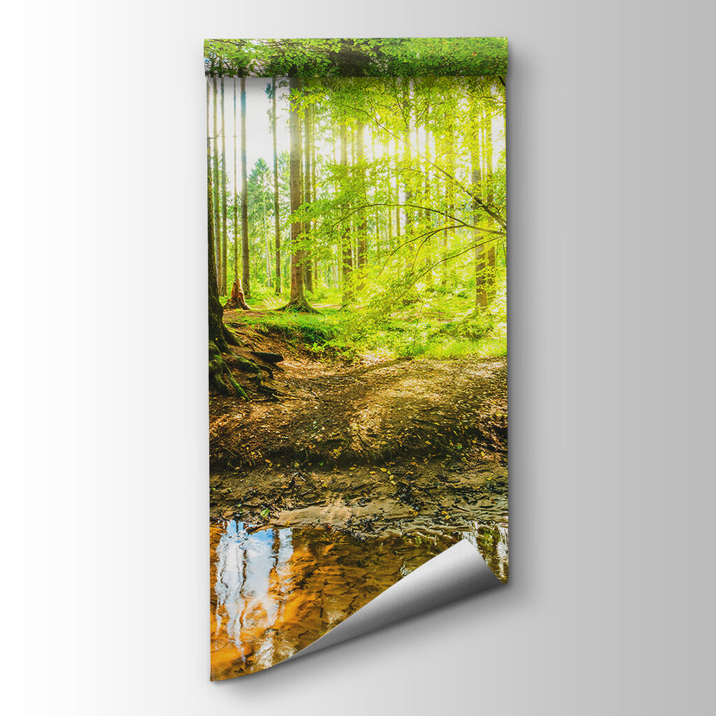 Sunlit Woodland Stream — product view