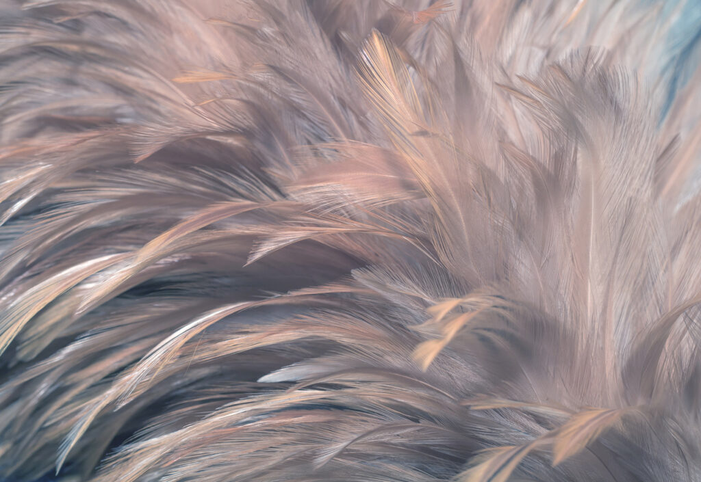 Grey feathers, pink sheen — full design