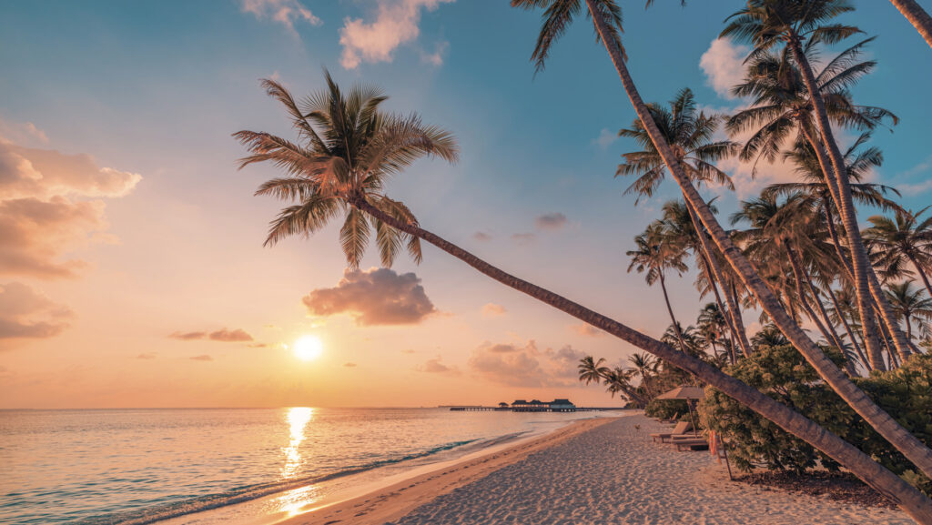 Palm beach, golden light — full design