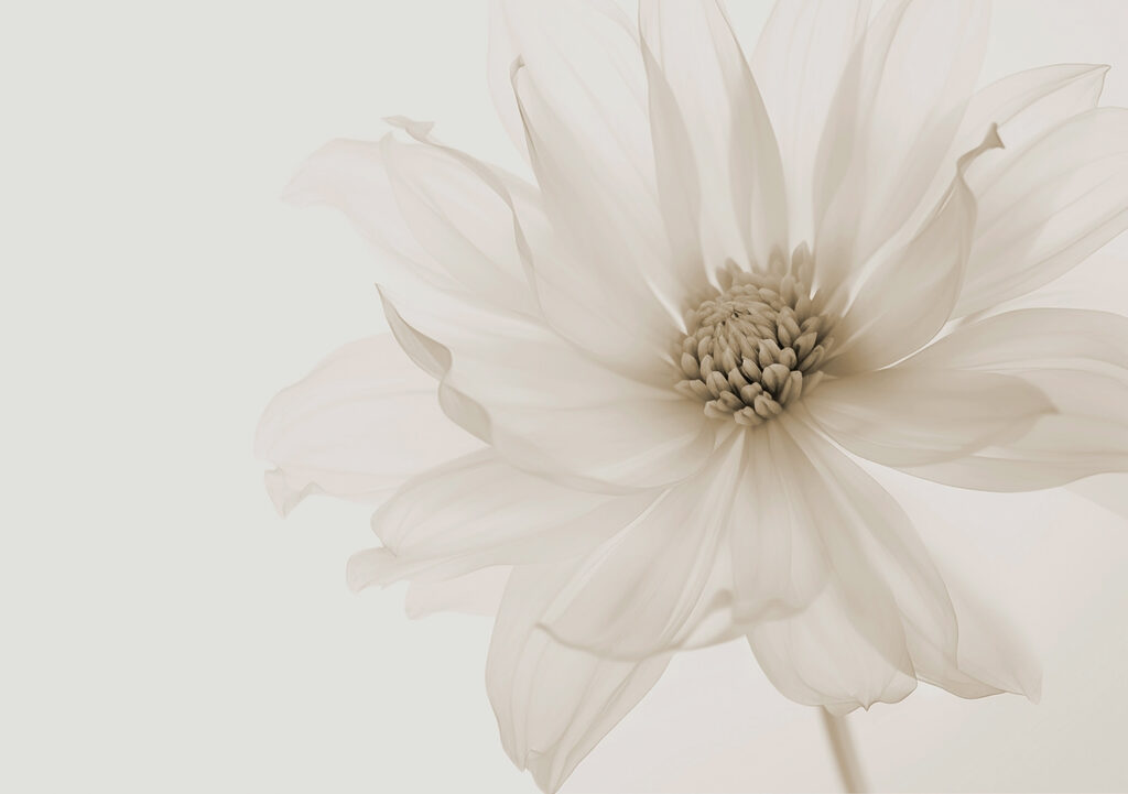 Single Petal Story — full design