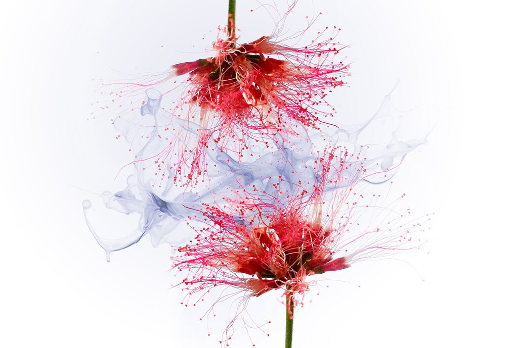 Flowers in ink splashes — full design