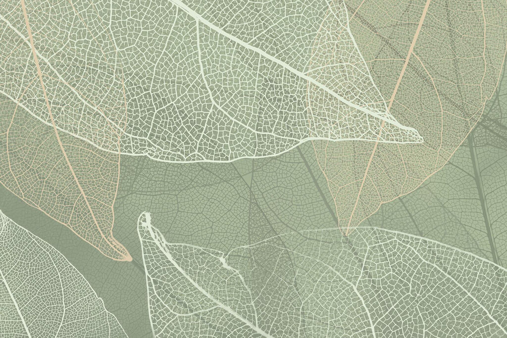 Leaf Vein Study — full design