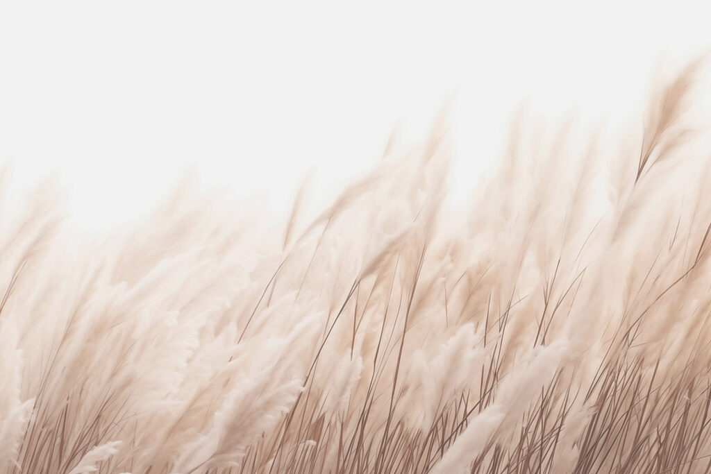 Grasses in Sunlight — full design