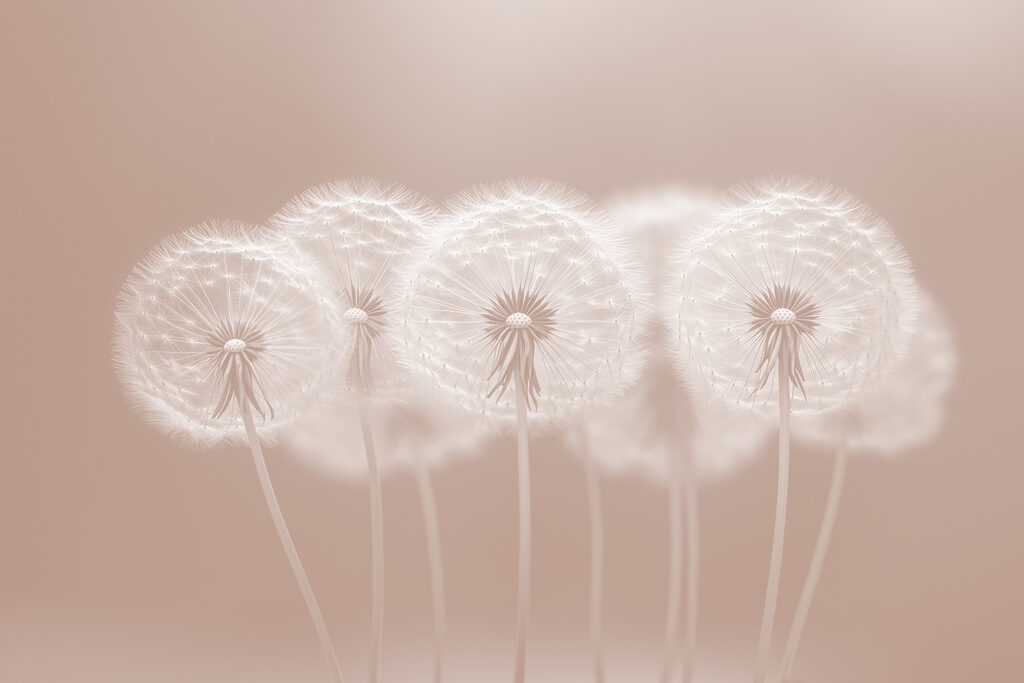 Dandelion Trio — full design